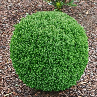 Туя западная Тедди